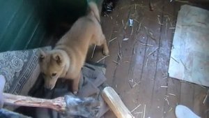 Карело финская лайка, работа по лосю:)