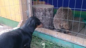 Такса и Енот - дружба на век!