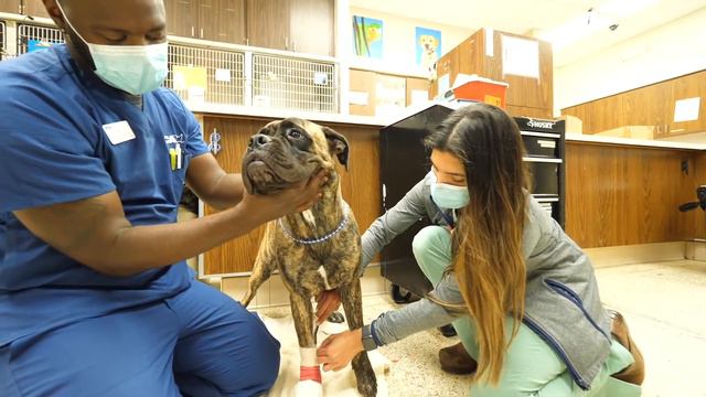 VCA Hollywood Animal Hospital смотреть онлайн