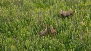 Лосиха и пара лосят. Нашёл семью лосей с помощью дрона. Found a family of moose with a drone..mp4
