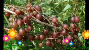 Крыжовник обыкновенный Олави. Краткий обзор, описание характеристик ribes grossularia Olavi