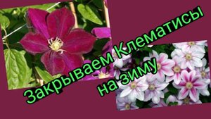 Три способа укрытия Клематиса на зиму.