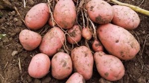 Лучший Сорт Картофеля Для Пюре