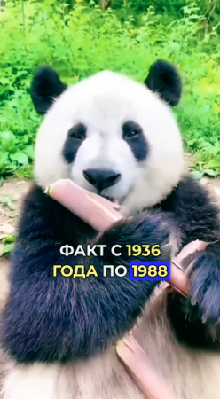 Хотите узнать сколько ПАНДА ест? Сколько рожает детенышей?