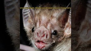 Внимание-#Мышь #вампир