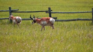 Grand Teton National Park | 4 Travel Tips You Don't Want to Miss