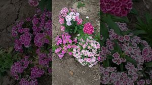 Турецкая гвоздика цветет третий год.