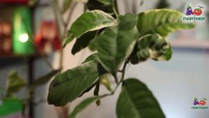 ЗЕЛЕНОЕ ЧЕРЕНКОВАНИЕ ЦИТРУСОВЫХ. ПРАКТИЧЕСКИЕ СОВЕТЫ