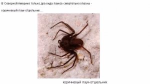 Пауки 1