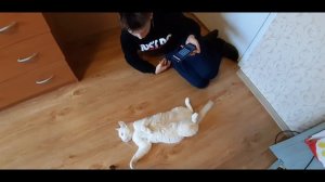 РЕАКЦИЯ моего кота НА ЗВУК РАСЧЁСКИ