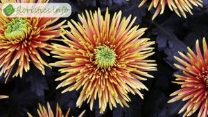 Виды и сорта хризантем