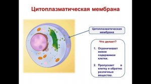 Тема 6. Строение животной клетки. Лабораторная работа №6 «Строение клеток крови лягушки»