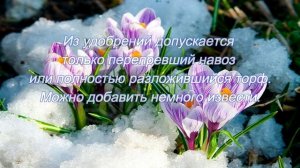 Как сажать крокусы осенью