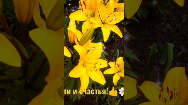 Лилии