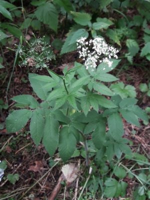 54. Бутень ароматный - Chaerophyllum aromaticum