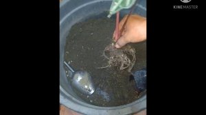 Alocacia Amazonica Repotting, Caring Tips. Difference of Alocacia Amazonica Vs Alocacia Sanderiana