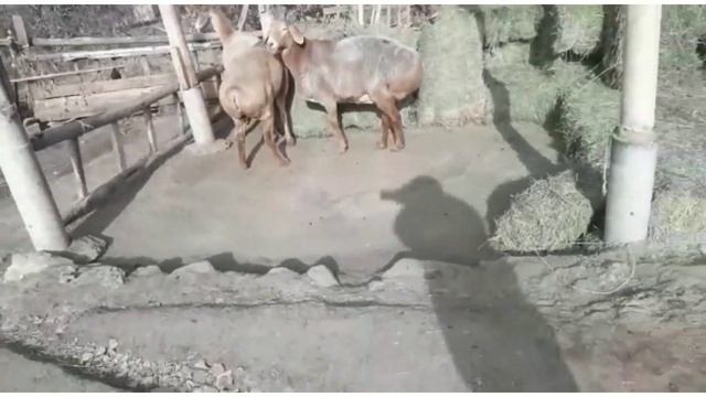 ПРОДАНО! цена договорная овцематки 3голов суягные (бооз) рост88-90см г.Кара-балта | арашан койлору смотреть онлайн