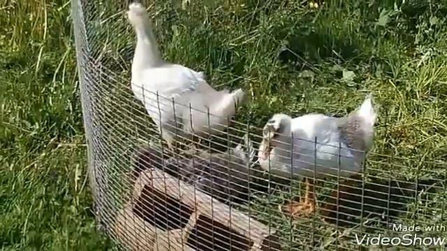 Гуси. Разводим гусей на даче, пробный вариант. Атос, Партос и Арамис смотреть онлайн