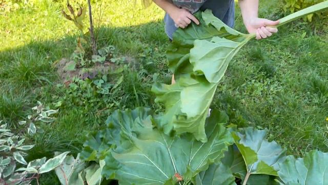 Домашний влог  С МУЖЕМ НАСЛАЖДАЕМСЯ ЖИЗНЬЮ \ ПРОБУЕМ ПЕРВЫЙ РАЗ РЕВЕНЬ КАК АСКОРБИНКА смотреть онлайн