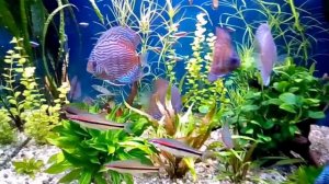 Мои первые Дискусы