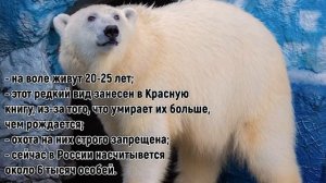 КРАСНАЯ КНИГА. БЕЛЫЙ МЕДВЕДЬ. 2 КЛАСС. ОКРУЖАЮЩИЙ МИР