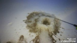 Хороший улов! Налим на стук!(good catch!  burbot to knock!)