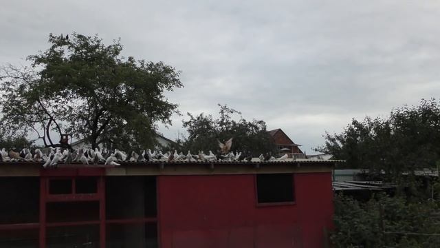 Бойные голуби игра(Бой),что Брак?Fight pigeons game (Fight), what is Marriage? смотреть онлайн