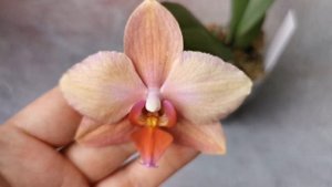 Phal. Amadoro - первое цветение радужного фаленопсиса Амадоро, аромат пиона