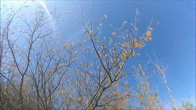 Как цветет лесной орех лещина смотреть онлайн