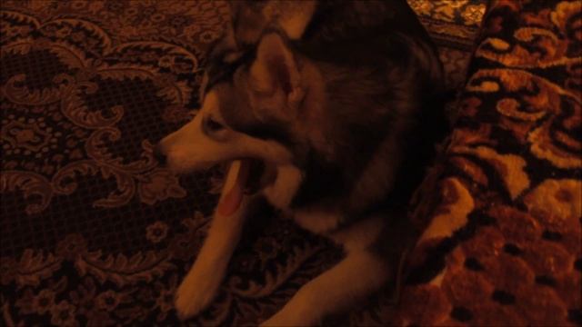 VLOG:ДВА ДНЯ ОТДЫХА НА ДАЧЕ.Щенок маламута учится плавать смотреть онлайн