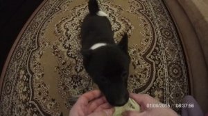 Обучение щенка лайки подаче.
