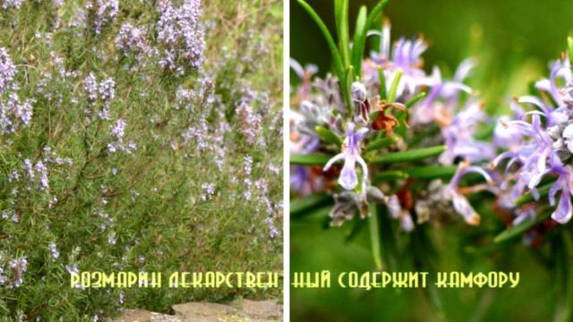 Что такое камфорные растения? Естественные природные носители камфоры