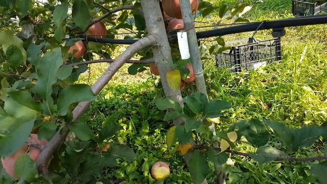 яблоня фуджи кику 8/Apple Fuji Kiku/ смотреть онлайн