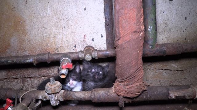 Кошмар в подвале смотреть онлайн