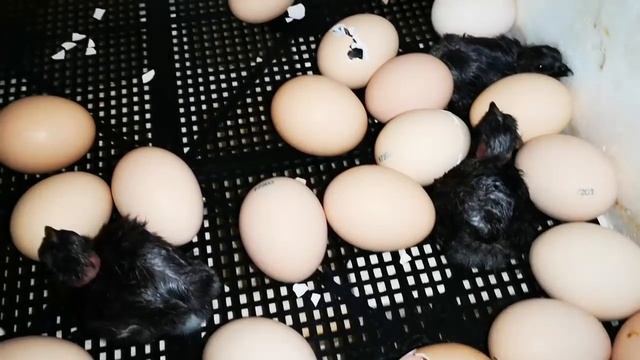 Инкубация ГОЛОШЕЙКИ отличный вывод