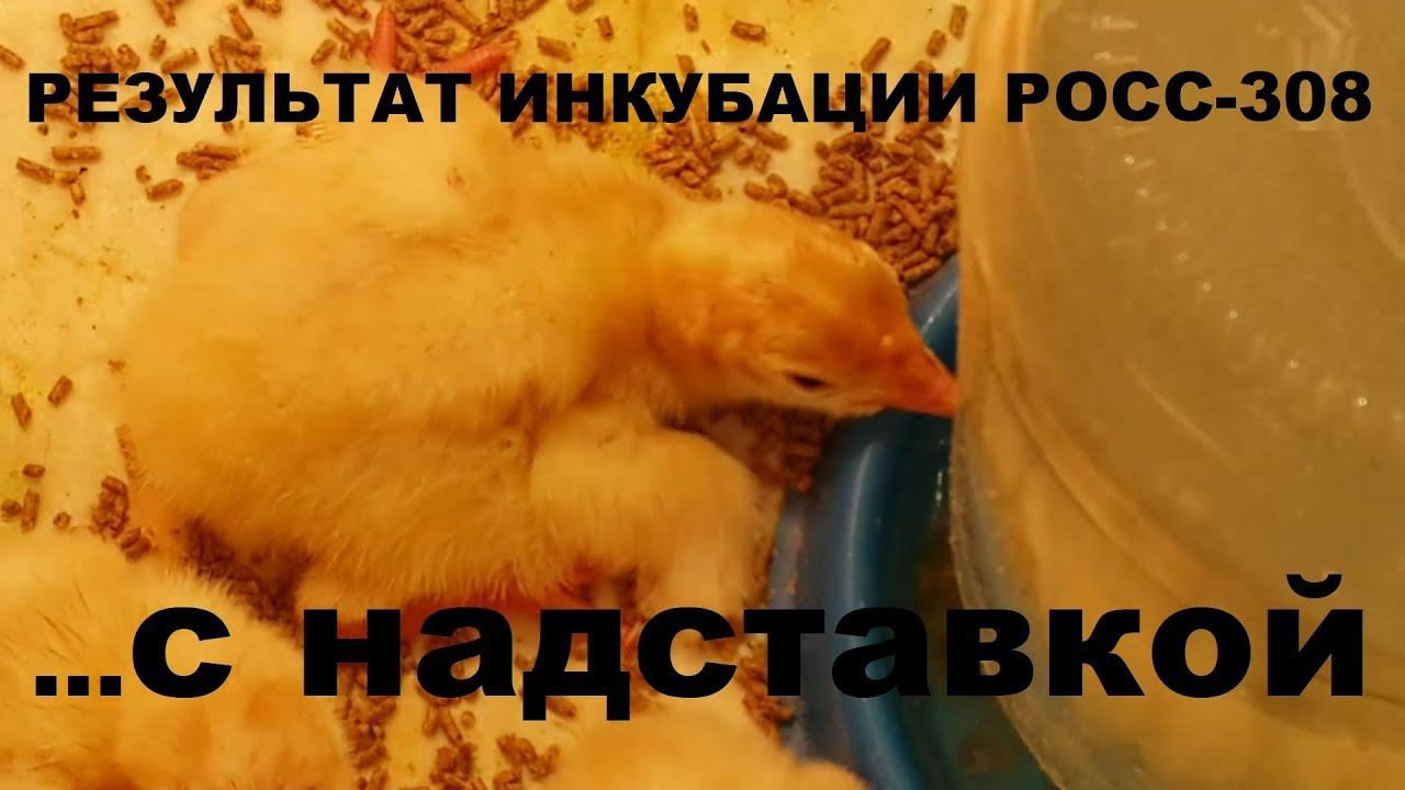 Результат инкубации с надставкой. Бройлер Росс - 308