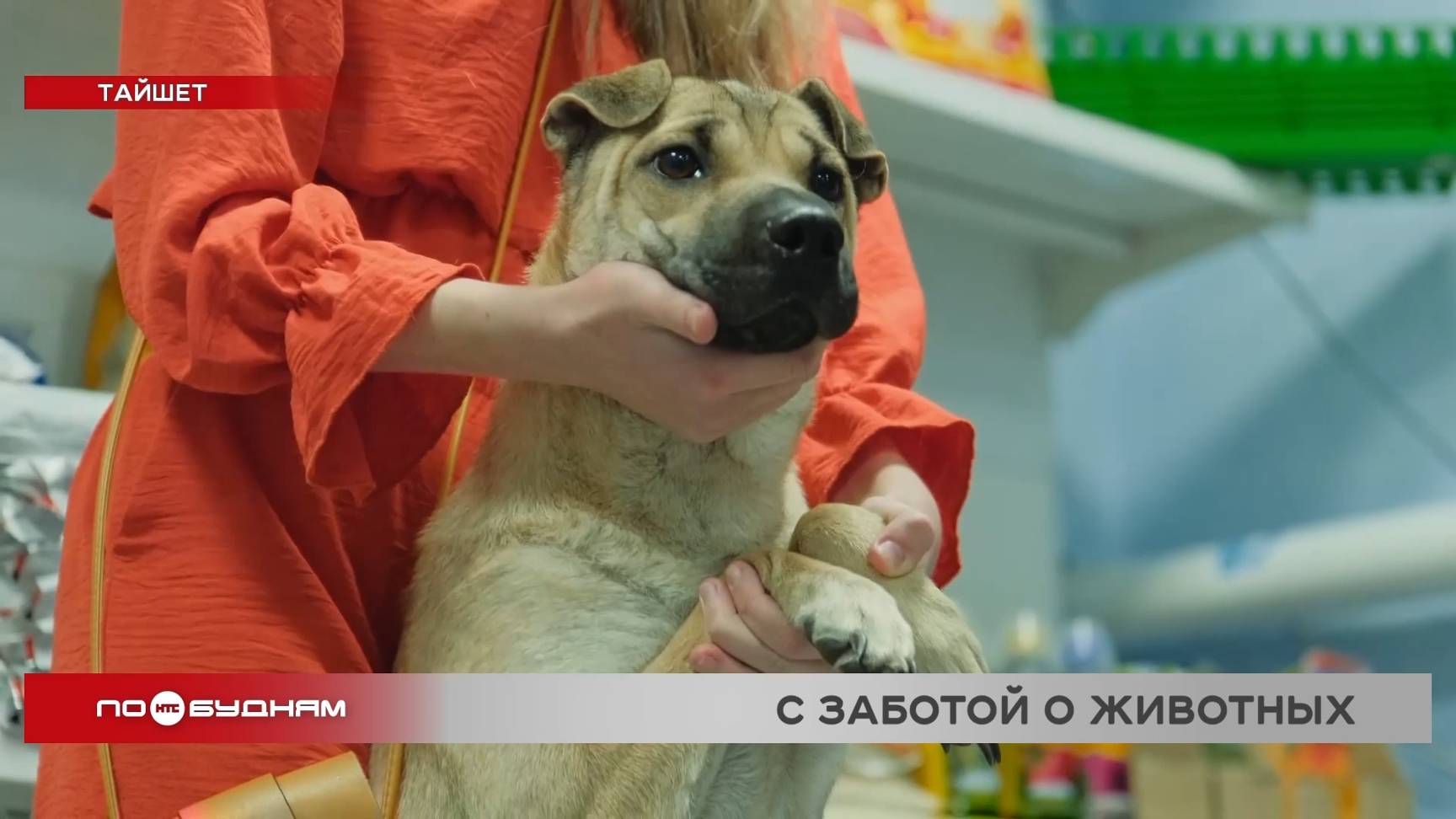 Больше половины уличных животных Тайшета стерилизовали в рамках бесплатной акции