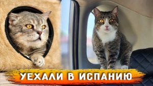 Симон с проволокой в челюсти и Люси с поломанной лапкой, уехали домой в Испанию к подписчице Ирине.