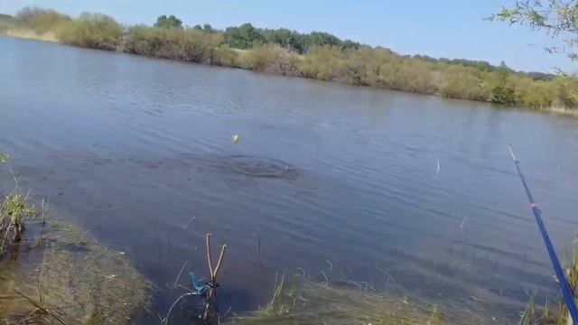 Отличный клёв карася!Рыбалка на Дубровском пруду!#Рыбалка В Деревне