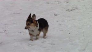 Вельш-корги и спаниель на прогулке зимой.