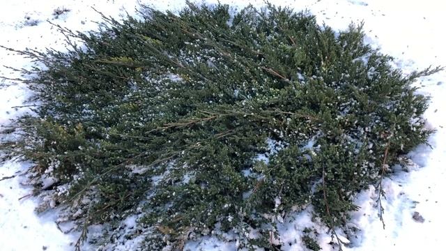 Хит-парад из моих любимых можжевельников