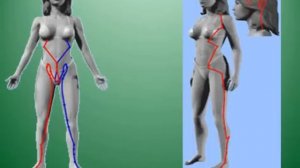 Богонатова Л.Н. Меридиан печени и желчного пузыря.wmv