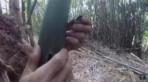 Ловля летучих мышей