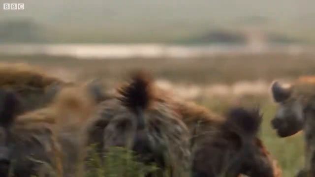 Гиены разрывают Льва. Жуть кровавая. смотреть онлайн