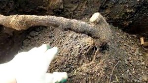 Пересадка многолетнего куста винограда