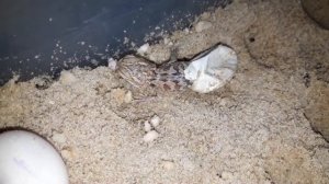 Вылупление Бородатых Агам