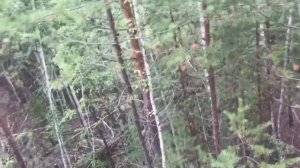 Шабровский прииск . Золотые пески.