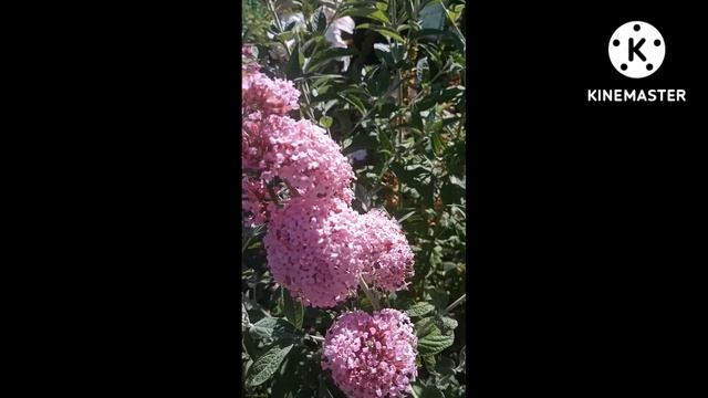 Будлея Давида сорт Pink Panther #Shorts смотреть онлайн
