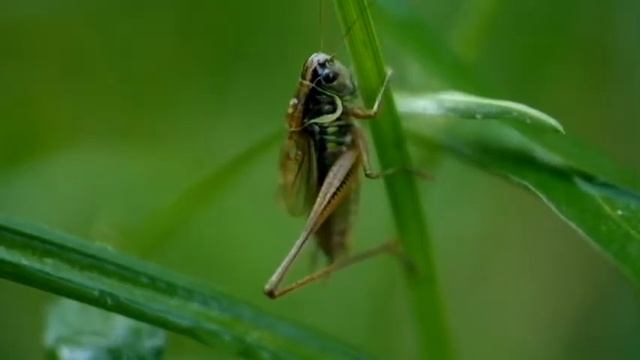 Стридуляция скачка Рёзеля (Roeseliana roeselii) смотреть онлайн