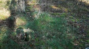 XP Deus 2. Какая программа глубже?